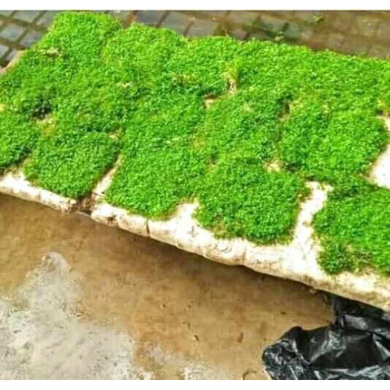 tanaman aquascape monte carlo