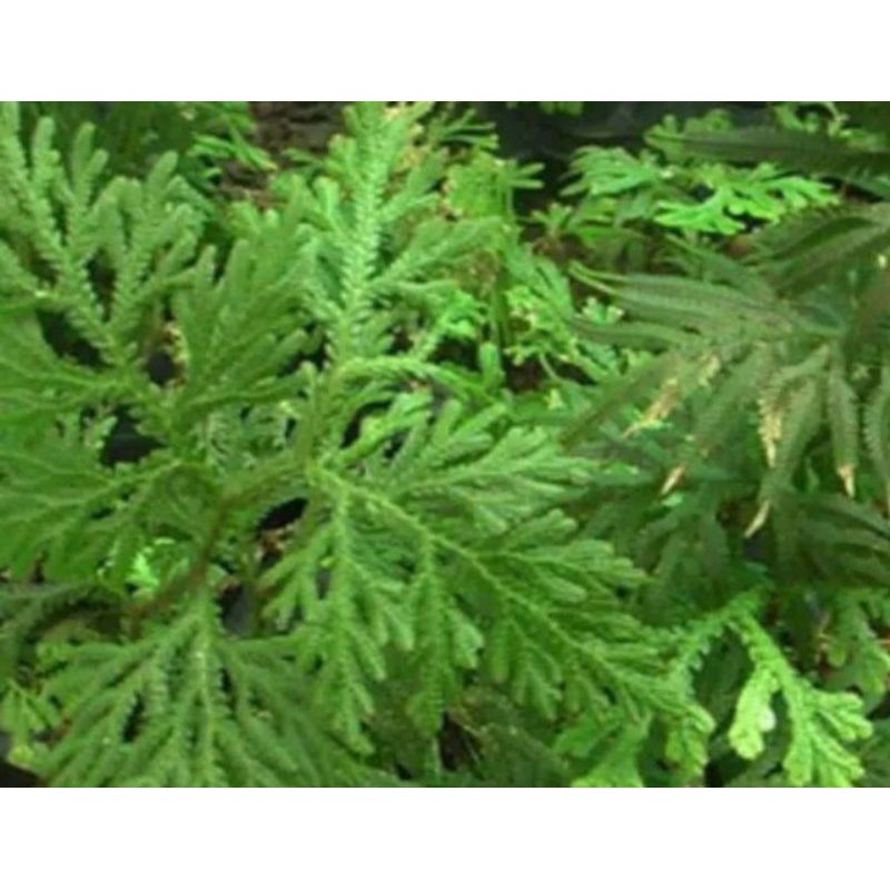 

Daun Ceker Ayam Obat Herbal Anti Kanker Daun Ceker Ayam 500gram