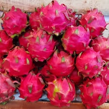 

BUAH NAGA / Kg