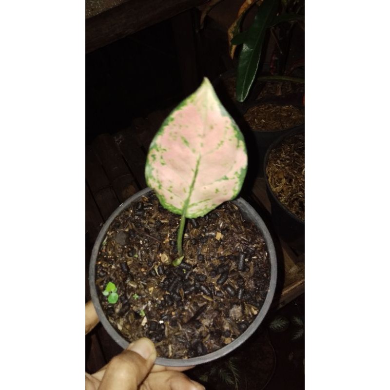 promo bibit/benih aglonema dari bonggol