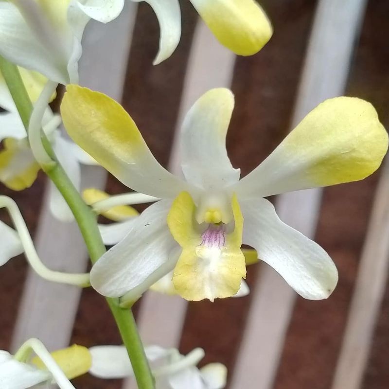 Jual Seedling Anggrek Dendrobium Banana Royal Bibit Anggrek Dendrobium