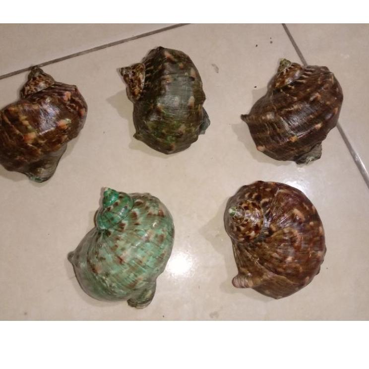 Produk Baru Cangkang Kelomang Turbo Marmoratus (batulaga) Jumbo