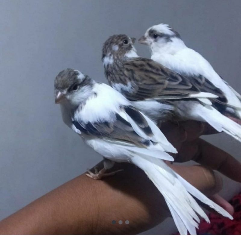 burung kenari afs panda jantan  prospek