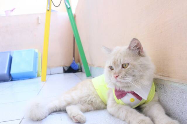 Kaos tuxedo yellowist untuk kucing dan anjing / baju kucing keren / baju kucing pesta size S M L XL