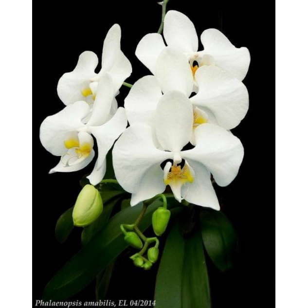 Anggrek Phalaenopsis Amabilis [Anggrek Botolan|Botol UC]Siap Aklim