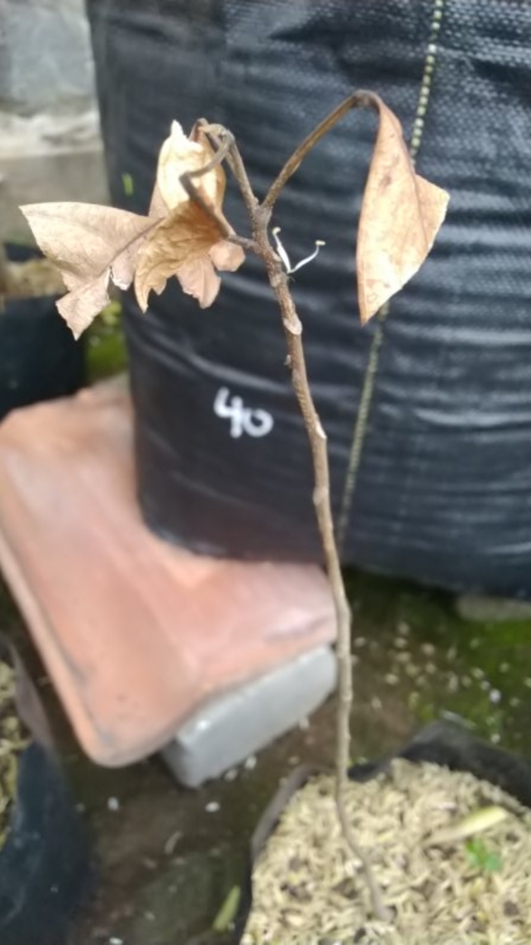 Bibit Duku Tanpa Biji