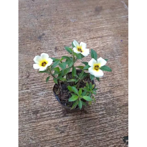 tanaman turnera , pohon bunga turnera