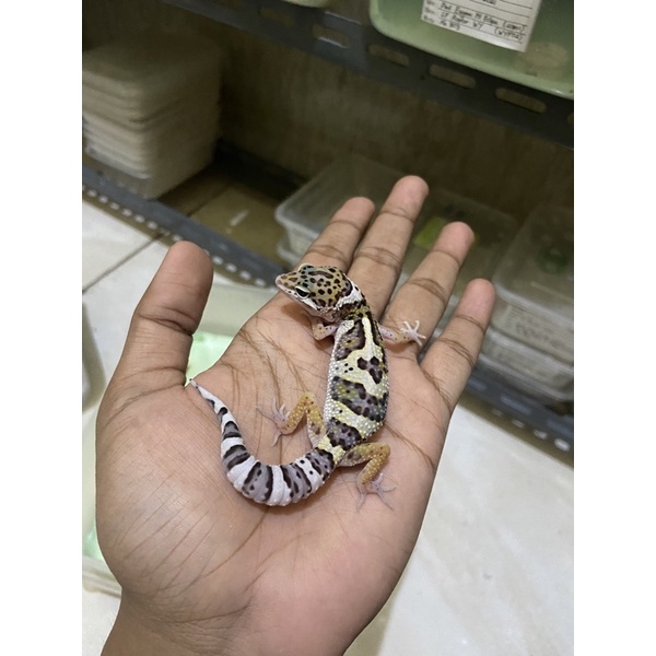 Leopard Gecko Male Macksnow Het Eclipse PH Tremper Cakep No. 885