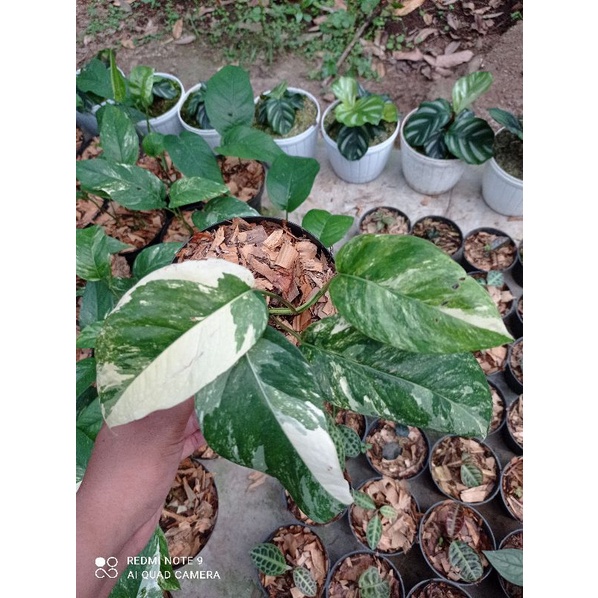 Epipremnum Pinnatum Variegata / epiprenum pinatum