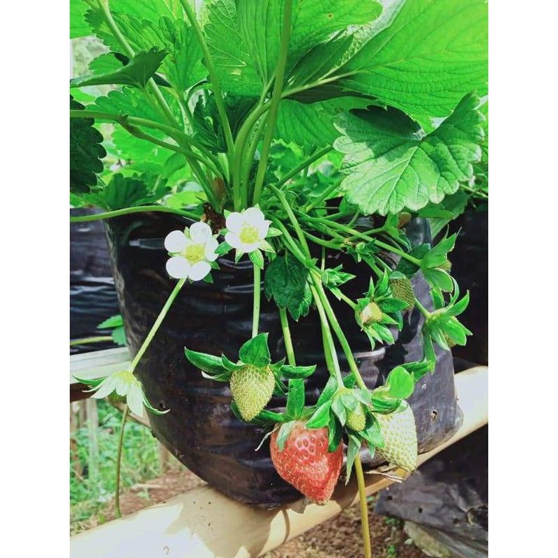 Bibit Strawberry Mencir sudah BERBUAH