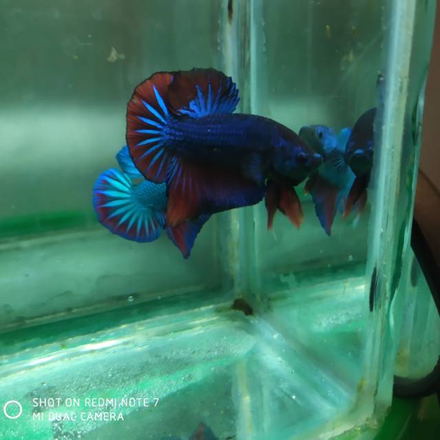 Cupang besgel line giant koi galaxy candy nemo multy