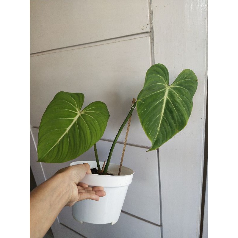 Gloriosum otw 3 Daun Rawatan