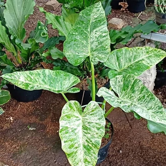 Philo Philodendron Marble Variegata Extreme / anakan
