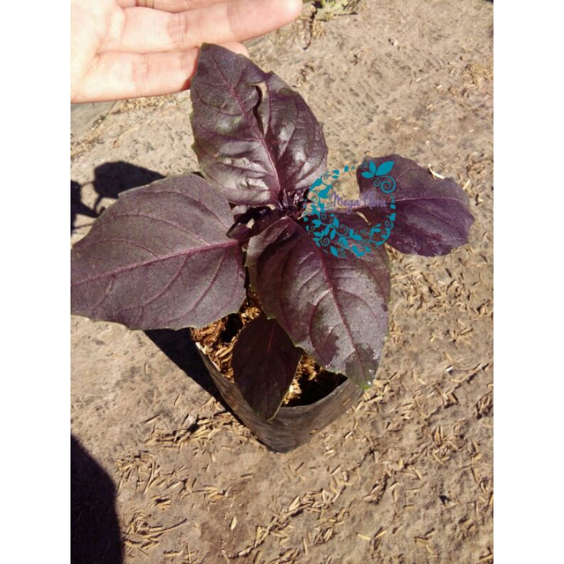 Red Leaf Basil Bibit Tanaman Kemangi Merah Rubin Herb Herbal Ocimum Basilicum Purpurascens