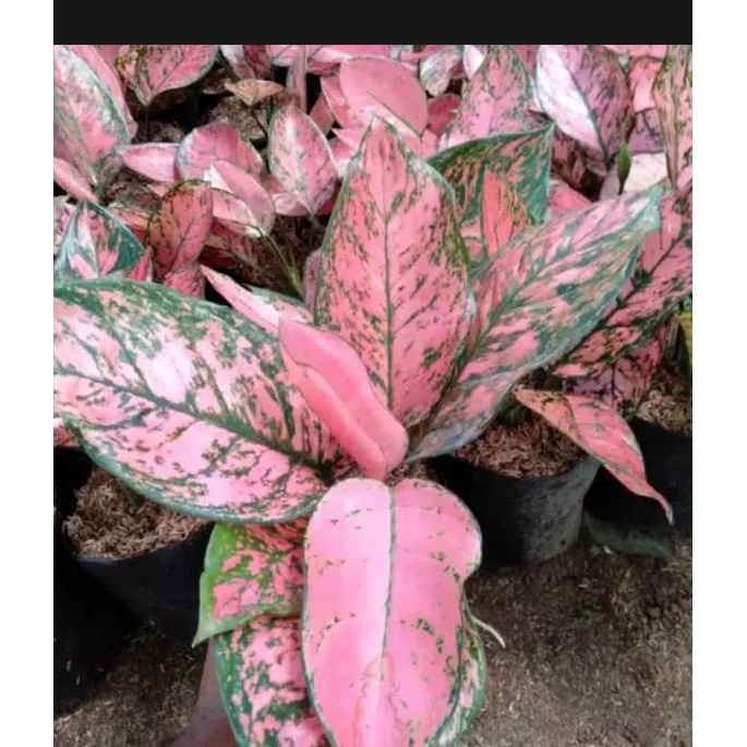 agronema lady valentine