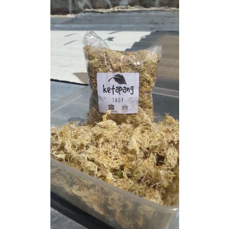 SPHAGNUM MOSS PUTIH MEDIA TANAMAN KARNIVORA VENUS/DROSERA/NEPHENTES