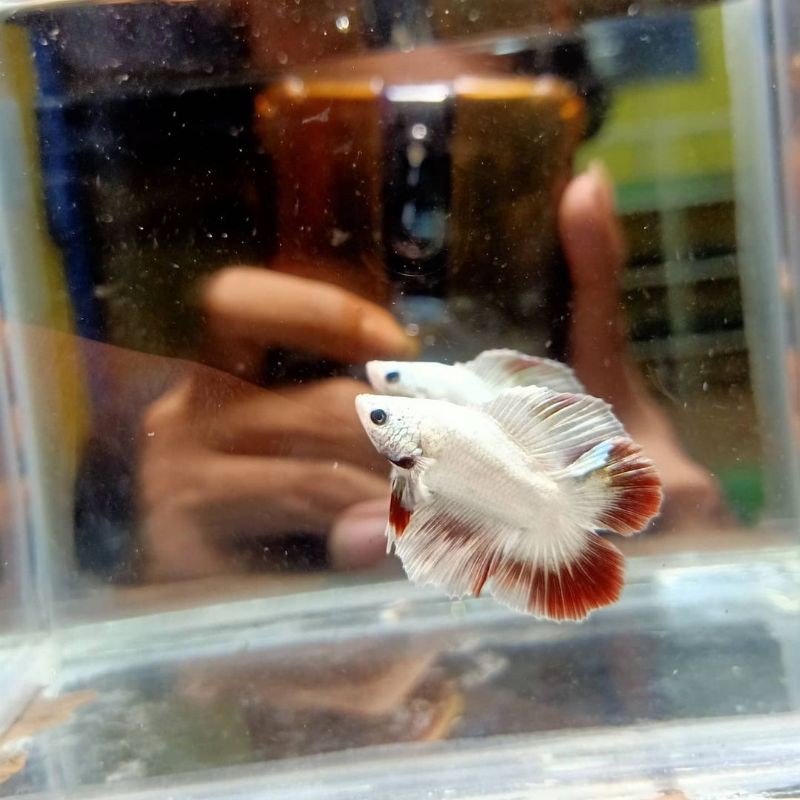 HMDT(halfmoon,doubletail)