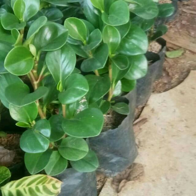 tanaman indoor jade plant /pohon jade plant