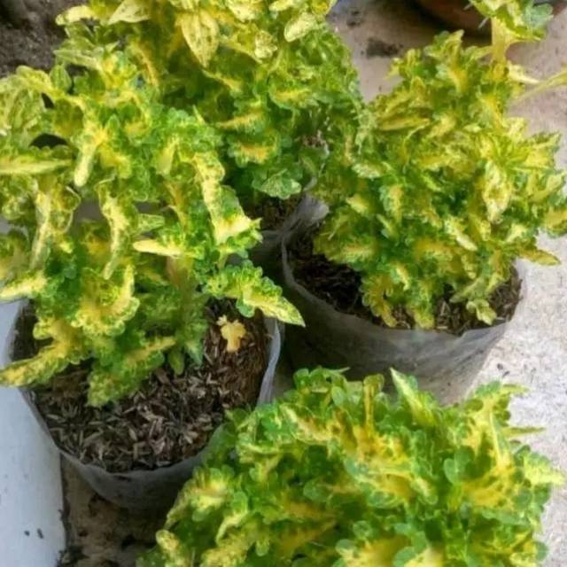 Tanaman Hias Miana Keriting Hijau Kuning - Tanaman Miana