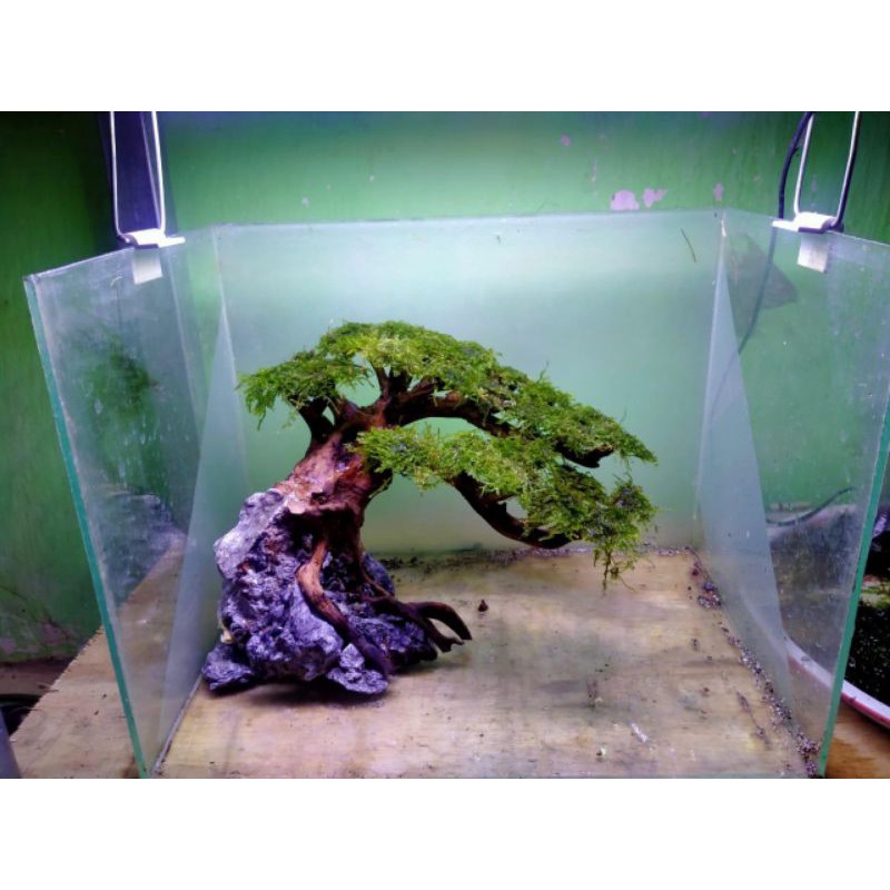 Jual Bonsai Aquascape Custom Shopee Indonesia