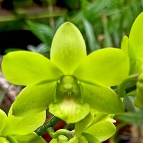 Anggrek Dendrobium pure green Dewasa spike