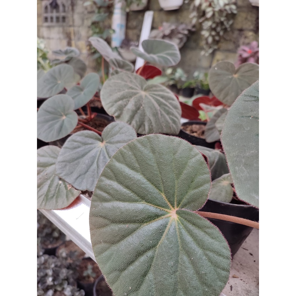 READY TANAMAN BUNGA BEGONIA RED CARPET BEGONIA KARPET MERAH MANTILI TANAMAN BEGONIA