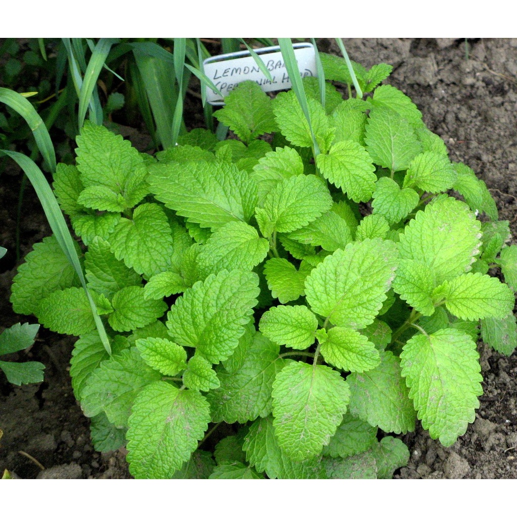 Benih Bibit Biji - Lemon Balm Herb Melissa officinalis Seeds - IMPORT