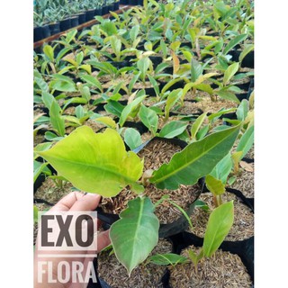 EXO FLORA Bibit Tanaman Hias Philodendron Green Saw  EXO FLORA Bibit Tanaman Hias Philodendron Green Saw