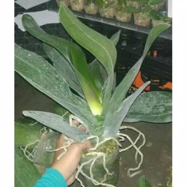Anggrek Bulan Jumbo