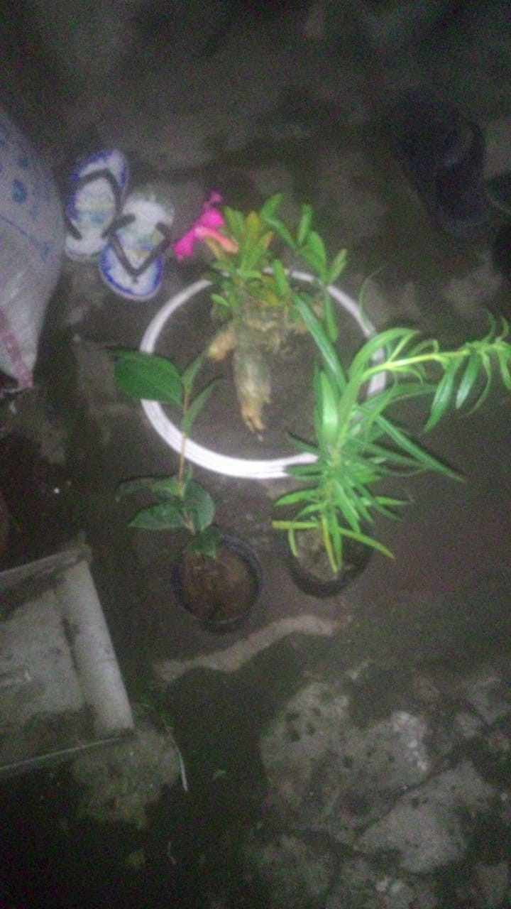 Bibit Zodiya Anti Nyamuk