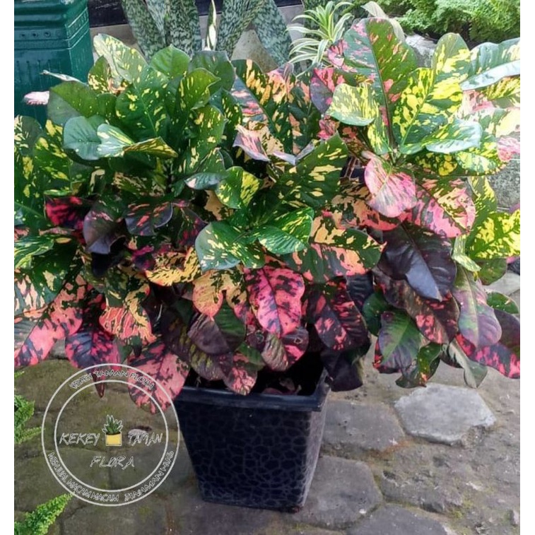 Tanaman Hias Puring Oscar - Puring Oscar - Pohon Puring Oscar