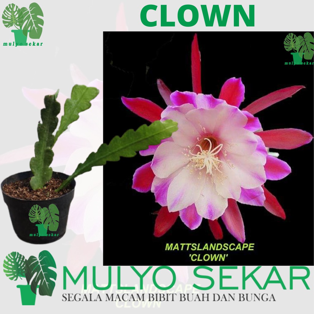 tanaman wijaya kusuma clown Bibit bunga besar Epiphyllum (Bergaransi)