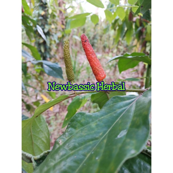 

jual cabe jawa segar 500 gram