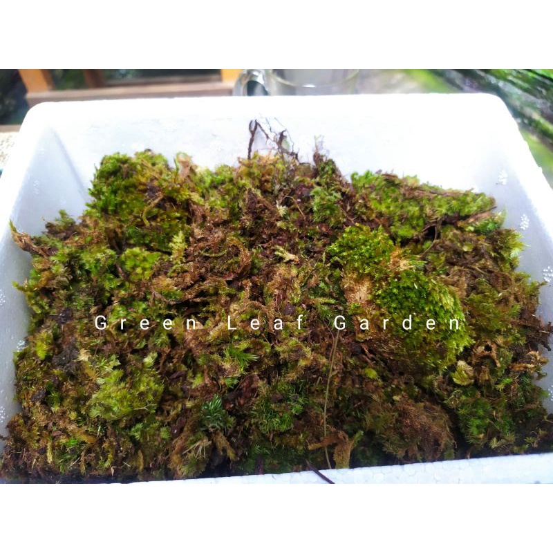Lumut hutan/ Lumut Hidup/ Forest moss kayu pinus