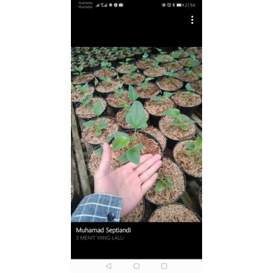 Anthurium corong