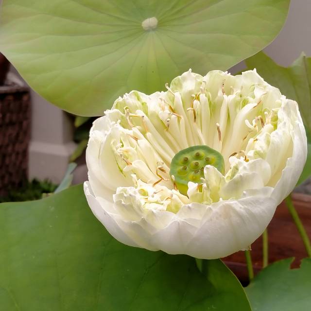 

Lotus putih