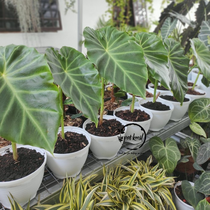 tanaman hias remusatia vivipara - alocasia vivipara ( BISA BAYAR DITEMPAT )