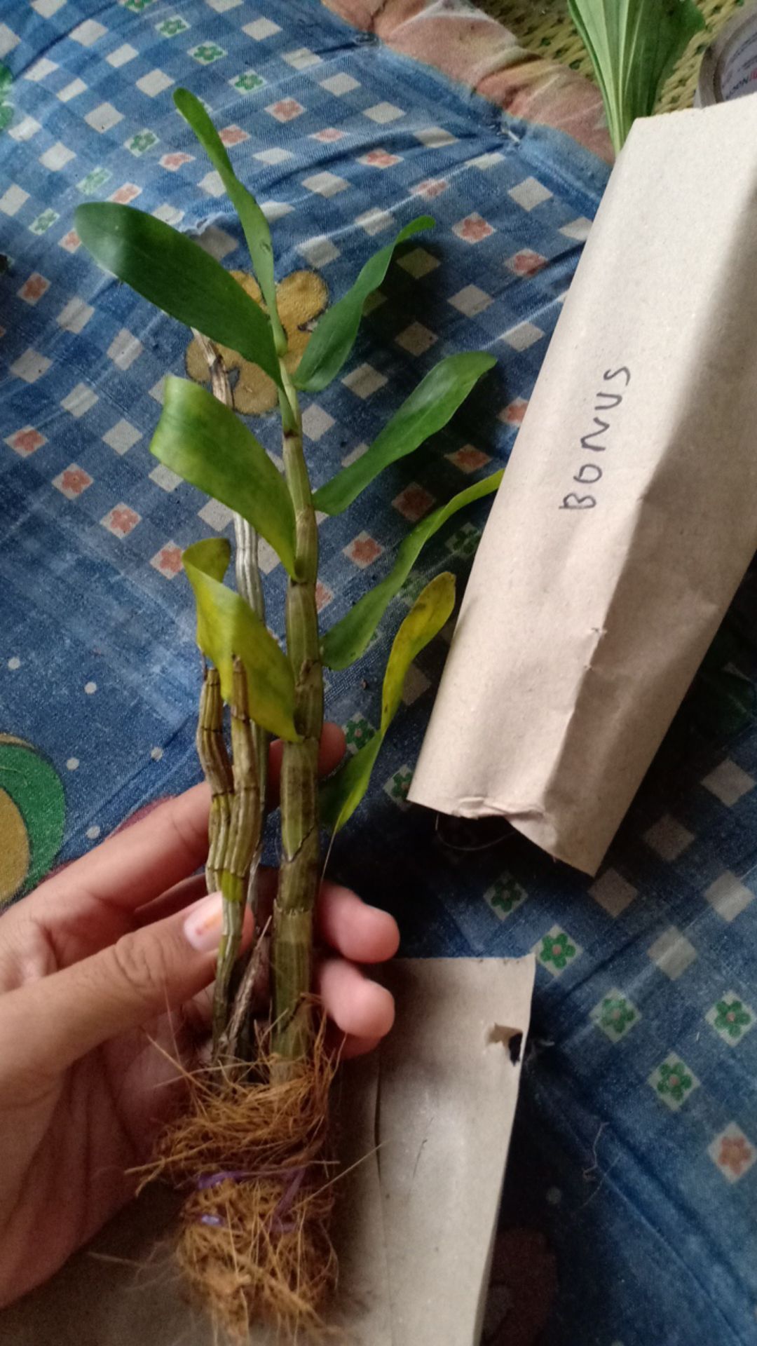 Anggrek Sikat/dendrobium Secundum Gratis Ongkir Extra