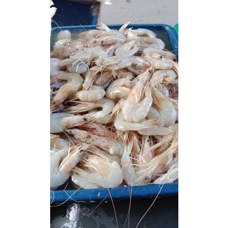 

udang peci laut