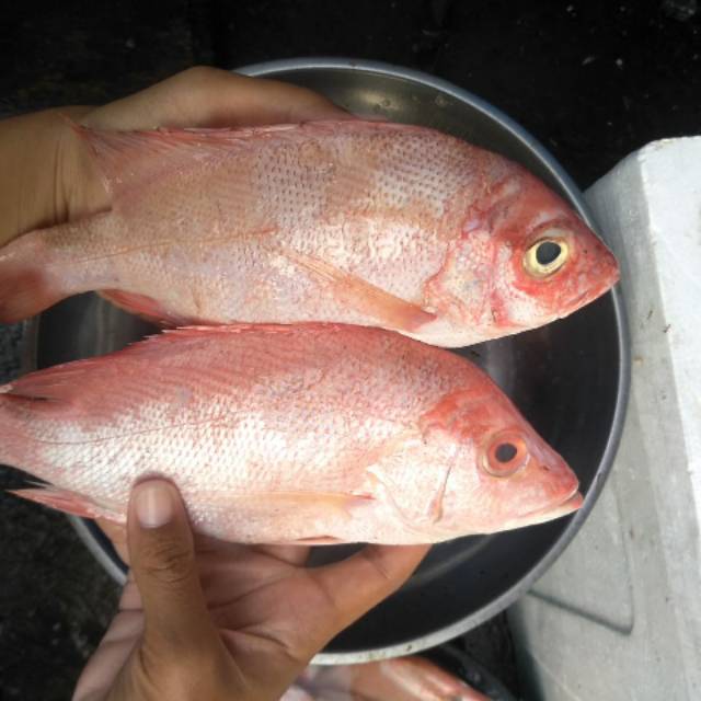 

Ikan kakap merah