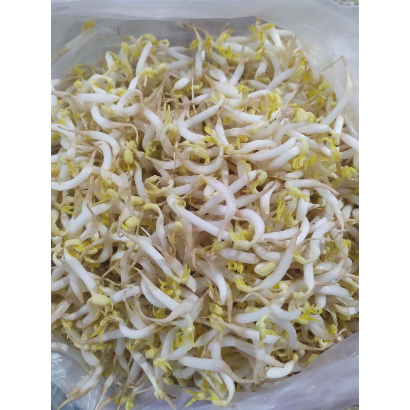 

kecambah / tauge kacang ijo 500g