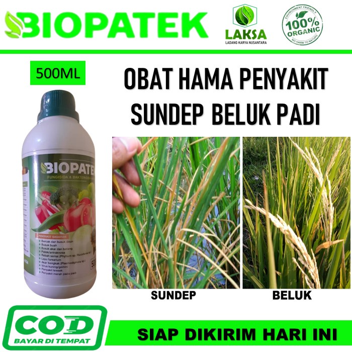 PROMO Biopatek Obat Padi Sundep / Beluk Paling Ampuh - Obat Biopatek Atasi Penyakit Sundep Padi - Obat Hama Penyakit Padi - Biopatek Fungisida Bakterisida Hayati Pengendali Hama Penyakit Sundep / Beluk Padi