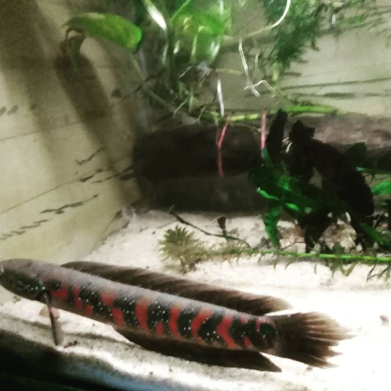 ASIATICA RED STRIPE PURE | RS PURE 6-8CM