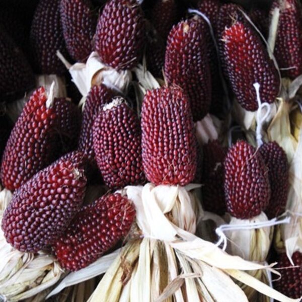 Benih Biji Bibit Strawberry Popcorn Buah Jagung Unik Sweet Corn Merah
