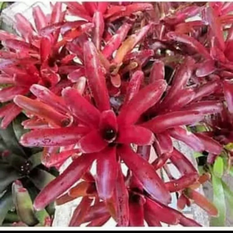 TANAMAN HIAS BROMOLIA MERAH