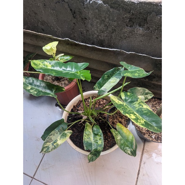 Philodendron Burle Marx Varigata