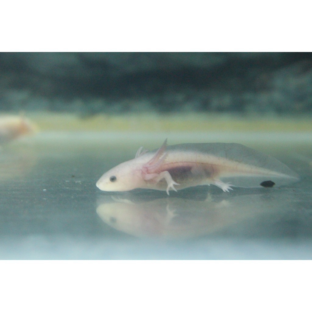 Pet Axolotl Uk Anna Blog