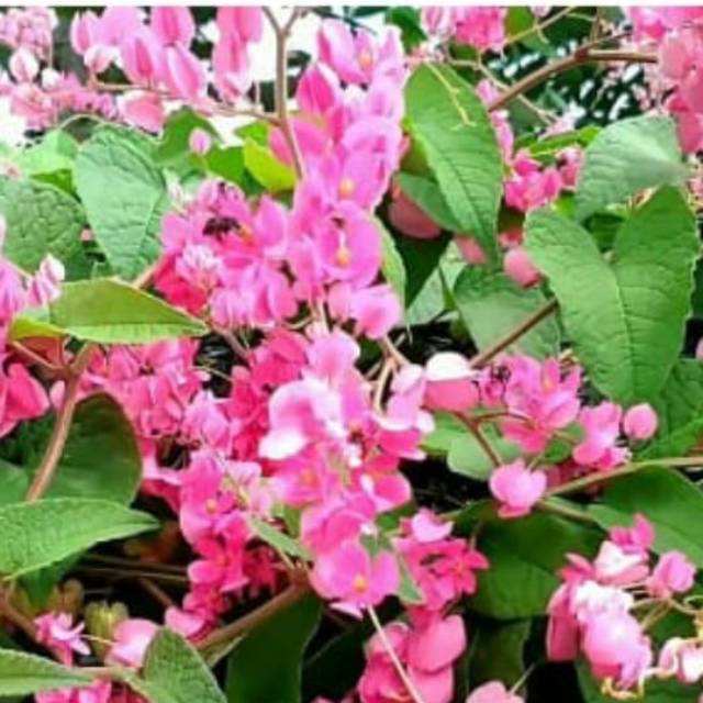 bibit bunga sakura