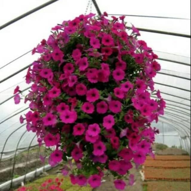 Tanaman hias bunga petunia/bibit bunga petunia