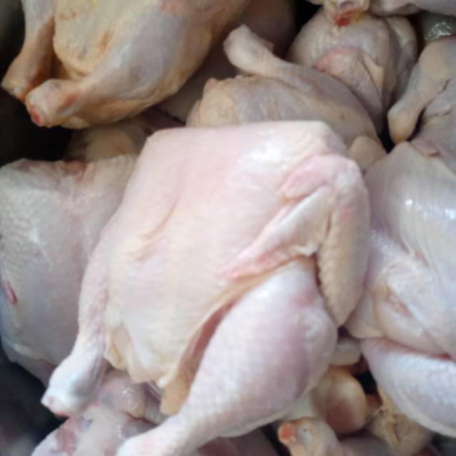 

Ayam potong 800 gr - 900 gr